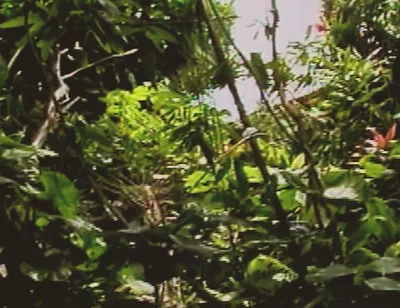 Gay Island Scene-2_two Muscular Gay Men Fucking Hard in the Jungle