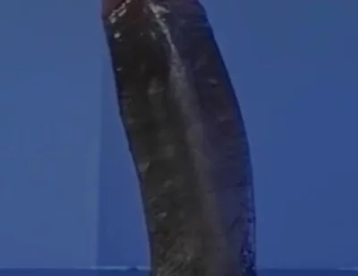 Sucking a Huge Black Cock in a Glory Hole