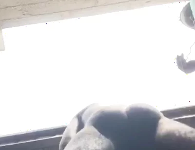 Doggy Bareback Below View