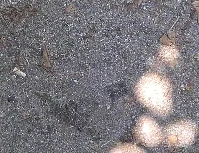 Seaside Sex