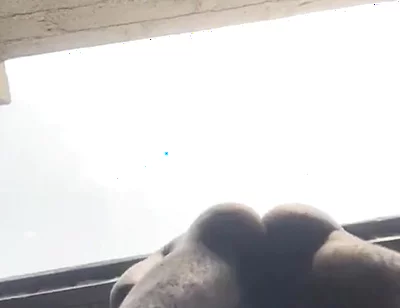 Doggy Bareback Below View