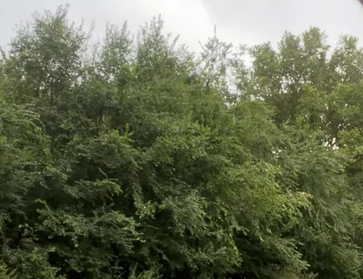 Jerking in the Woods