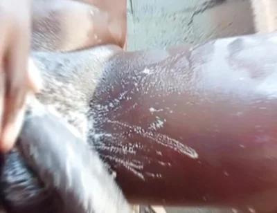 Neighbor Masturbates to Pornstar Queenroyalty and Cumz Hard!