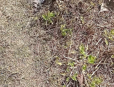 Outdoor Fucking Anal and Pussy Gay Boy