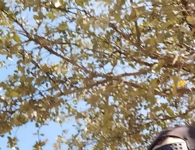 Me in the Park Alone Giving Pleasure to Till I Get Milk