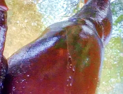 A Huge Dick Ready for Your Ass and Pussy