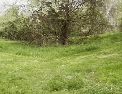 Jockstrap Park Tease: Muscular Asian Hunk Flexes, Fucks the Grass & Explodes in Cum