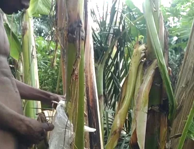 Man All Alone in the Forest and Make the Plantain Tree Is Wife and Fuck on It