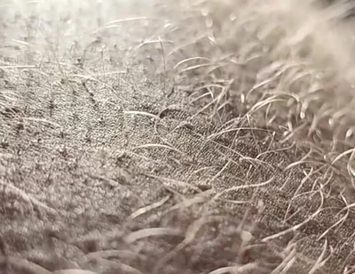 Ginger Fur