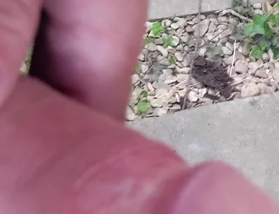 Big Uncut Cock Close up Outdoor Masturbation Wearing Denim Shorts - Rockardglans