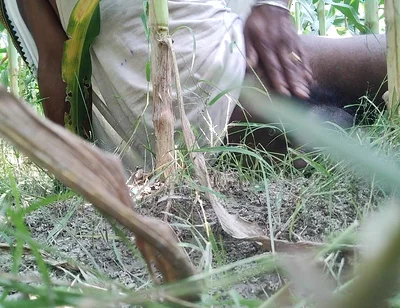 The Village Boy Went to the Cornfield and Hit Him Hard