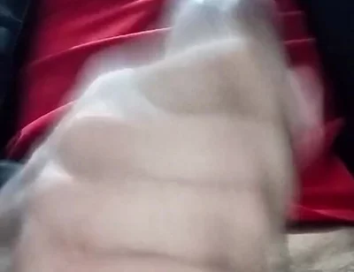 Moroccan African Lion Calling on a Person Who Wants to Disobey Him