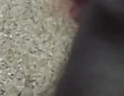 Lungi Hariy Cock Cum Licking Show