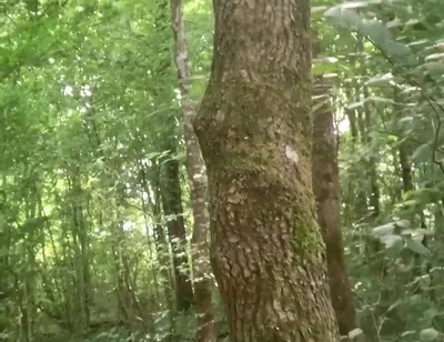 Once Again in the Forest
