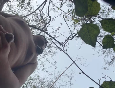 Chinese Bear