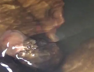 Peeing in the Bathtub