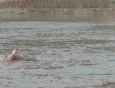 Exploring the Deep and Creamy Mud Pond
