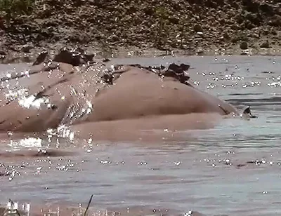 Deep, Creamy Brown Mud Bath in a Sand Pit