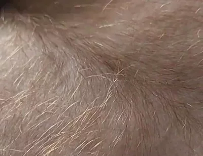 Anybody Want to Run Their Hands Over My Hairy Ginger Chest and Belly?