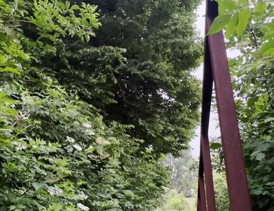 Netherland Guy Dared Strips and Walks Naked in the Park Candid