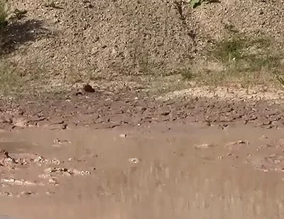 A Great Mud Adventure