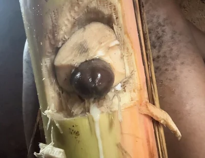 Best Plantain Tree Fucking Cumin Amateur