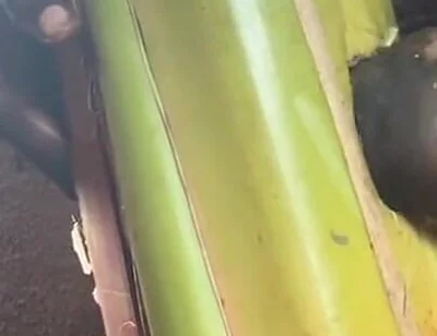 Best Plantain Tree Fucking Cumin Amateur