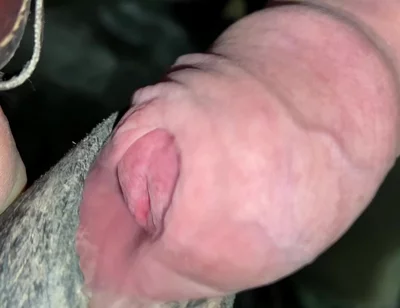 Close up Uncut Handsfree Cumshot After Hose Suction